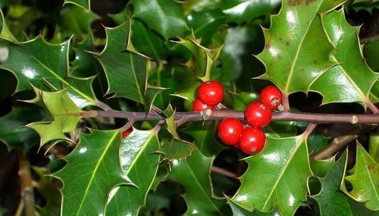 Jūras Holly stublāju ekstrakts Prostavit